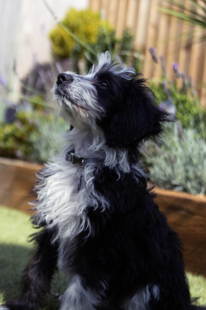 Pepper-080921-2