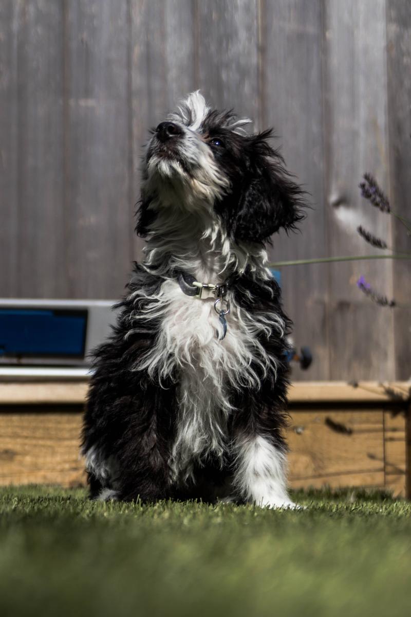 Pepper-080921-5
