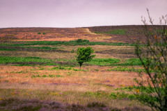 Croyde-2022-118