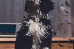 Pepper-080921-4