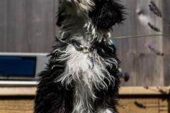 Pepper-080921-5