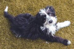 Pepper-080921-9